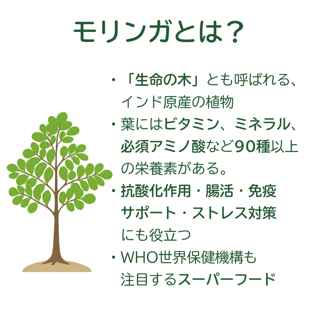 飲む“生命の木”  世界が注目している”モリンガ”パウダー　80g
